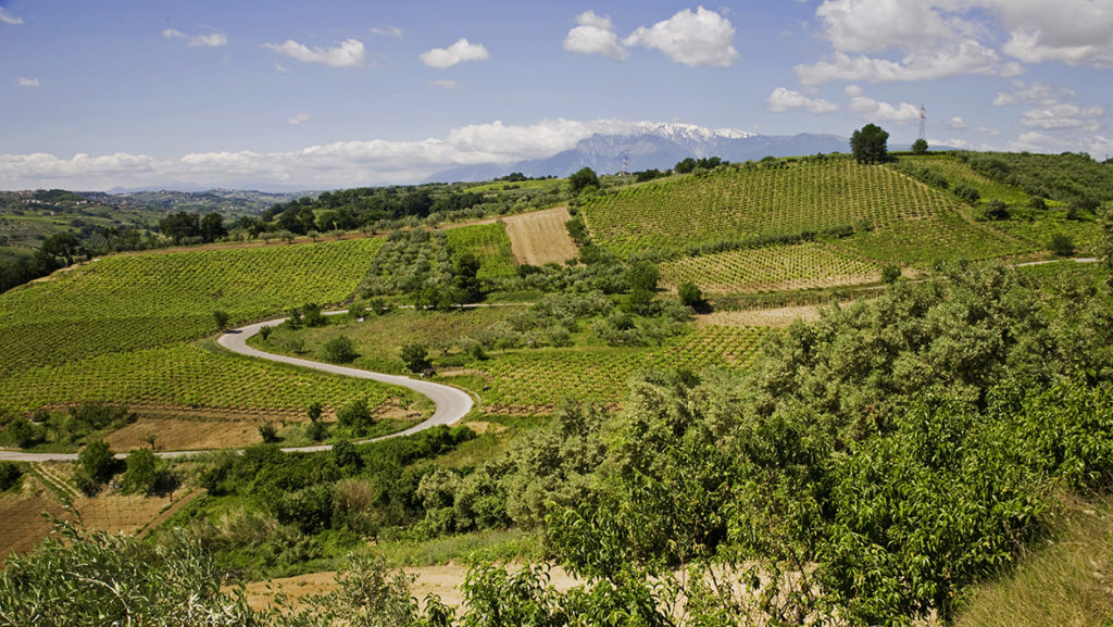I produttori di Montepulciano d’Abruzzo Terre dei Vestini con le Langhe in viaggio verso la DOCG