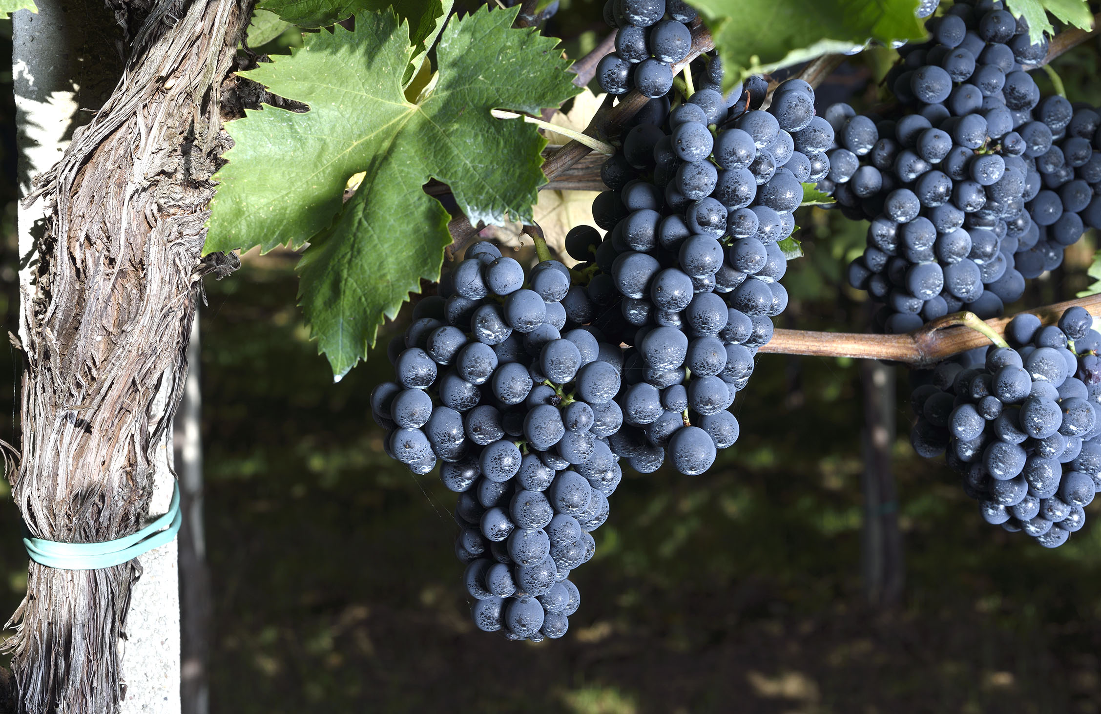 grappolo uva montepulciano _ABD9928_00006