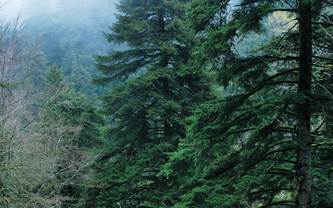 L’Abetina di Rosello è il primo bosco vetusto d’Italia