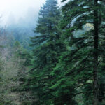 L’Abetina di Rosello è il primo bosco vetusto d’Italia