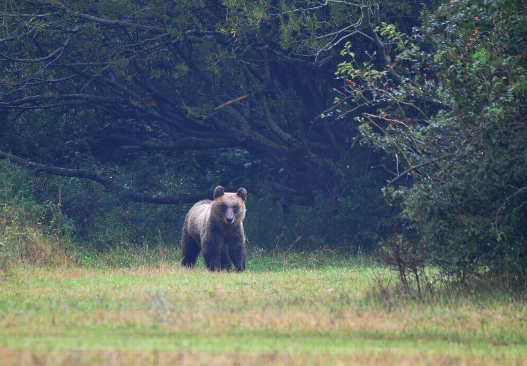 Cantina Tollo e Parco Nazionale d’Abruzzo, Lazio e Molise insieme per tutelare l’orso marsicano