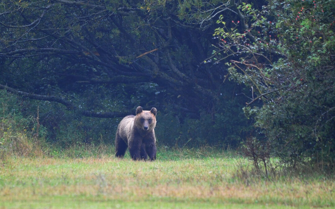 Cantina Tollo e Parco Nazionale d’Abruzzo, Lazio e Molise insieme per tutelare l’orso marsicano