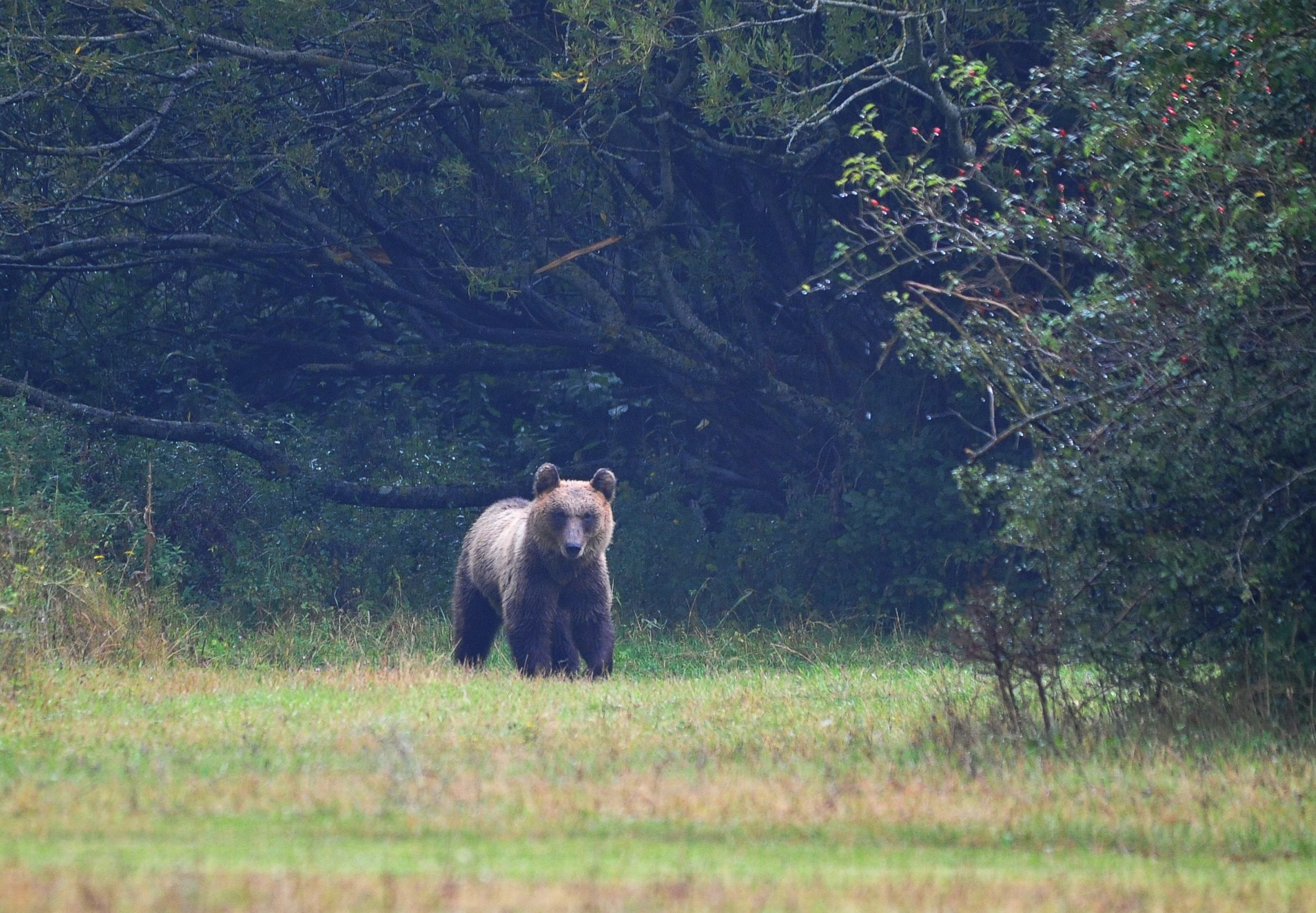 orso bruno